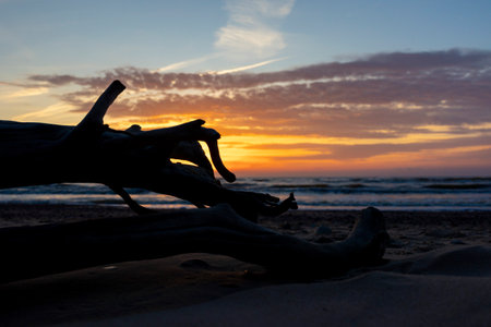 A beautiful sunset scenery with tree silhouette against the sky and Baltic Sea. Summer evening at the beach in Latvia, Euroep.の写真素材