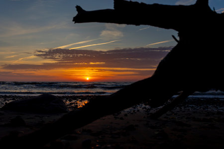 A beautiful sunset scenery with tree silhouette against the sky and Baltic Sea. Summer evening at the beach in Latvia.の写真素材