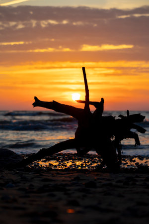 A beautiful sunset scenery with tree silhouette against the sky and Baltic Sea. Summer evening at the beach in Latvia.の写真素材