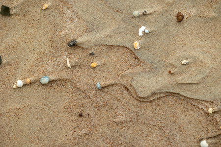 Beautiful Baltic Sea beach scenery with small shells in the sand. Sunny summer day in Latvia.