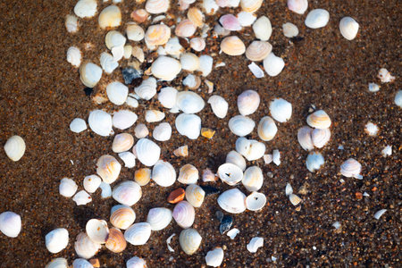 Beautiful Baltic Sea beach scenery with small shells in the sand. Sunny summer day in Latvia.
