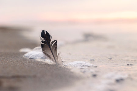 A beautiful bird feather in the sunset sands of Baltic Sea beach. Summer evening in Latvia, Europe.の写真素材