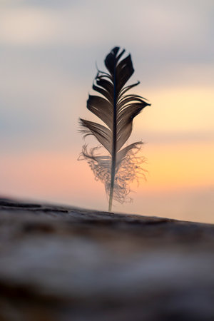A beautiful bird feather in the sunset sands. Summer evening.の写真素材