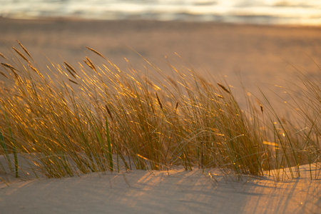 A beautiful sunset scenery with grass growing on the beach of Baltic Sea. Summer evening in Latvia,...