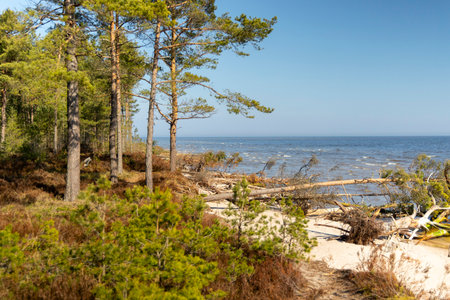 A beautiful Baltis Sea coastline landscape with forest growing on dunes. Sunny summer day in Latvia, Europe.の写真素材