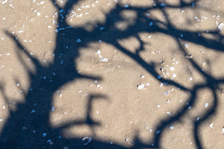 A beautiful Baltis Sea coastline landscape with forest growing on dunes. Sunny summer day in Latvia, Europe.の写真素材