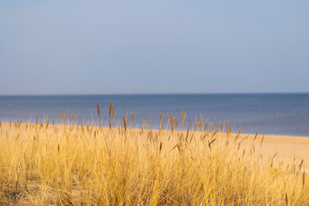 A beautiful sunny day at the beach with dry grass growing in the dunes of Baltic sea. Seaside scenery in Latvia, Europe.の写真素材