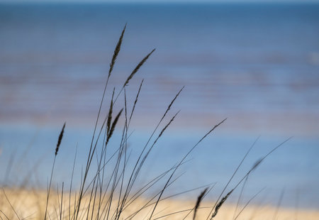 A beautiful sunny day at the beach with dry grass growing in the dunes of Baltic sea. Seaside...