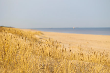 A beautiful sunny day at the beach with dry grass growing in the dunes of Baltic sea. Seaside scenery in Latvia, Europe.の写真素材