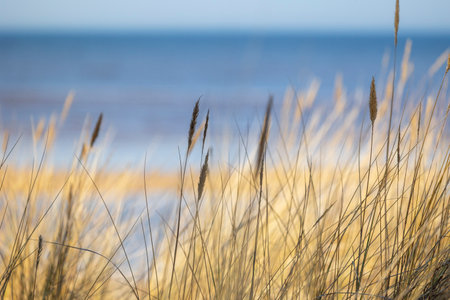 A beautiful sunny day at the beach with dry grass growing in the dunes of Baltic sea. Seaside scenery in Latvia, Europe.の写真素材