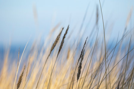 A beautiful sunny day at the beach with dry grass growing in the dunes of Baltic sea. Seaside scenery in Europe.の写真素材