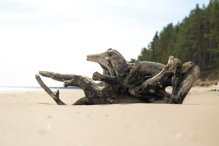 A beautiful seaside scenery with washed up fallen tree stumps on the beach of Baltic Sea. Sunny summer day in Latvia, Europe.の写真素材
