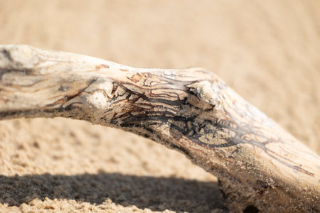 A beautiful seaside scenery with washed up fallen tree stumps on the beach of Baltic Sea. Sunny summer day in Latvia, Europe.の写真素材