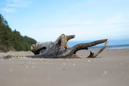 A beautiful seaside scenery with washed up fallen tree stumps on the beach of Baltic Sea. Sunny summer day in Latvia, Europe.の写真素材