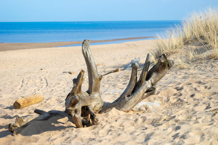 A beautiful seaside scenery with washed up fallen tree stumps on the beach of Baltic Sea. Sunny...