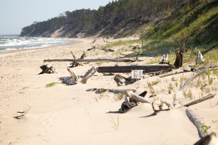 A beautiful seaside scenery with washed up fallen tree stumps on the beach of Baltic Sea. Sunny summer day in Latvia, Europe.の写真素材