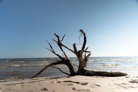 A beautiful seaside scenery with washed up fallen tree stumps on the beach of Baltic Sea. Sunny summer day in Latvia, Europe.の写真素材