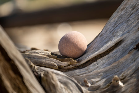 A beautiful seaside scenery with washed up fallen tree stumps on the beach of Baltic Sea. Sunny summer day in Europe.の写真素材