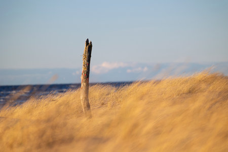 A beautiful seaside scenery with washed up tree stumps on the beach of Baltic Sea. Sunny summer day in Latvia, Europe.の写真素材
