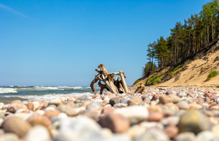 A beautiful seaside scenery with washed up fallen tree stumps on the beach of Baltic Sea. Sunny summer day in Latvia, Europe.の写真素材