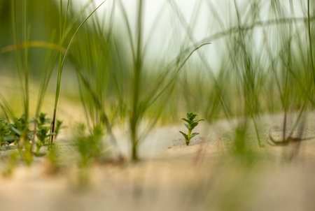 A beautiful grasses growing in dunes at the beach of Baltic Sea. An overcast day in Latvia, Europe.の写真素材