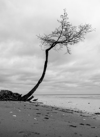 A washed up tree on the beach of Baltic Sea. Fallen tree roots in the sand. Overcast day in Latvia, Europe.の写真素材
