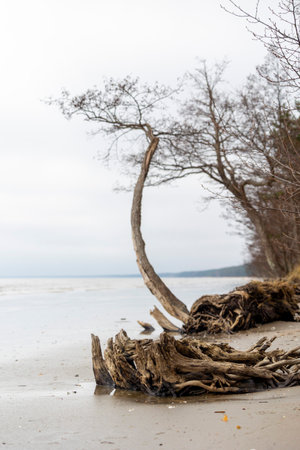 A washed up tree on the beach of Baltic Sea. Fallen tree roots in the sand. Overcast day in Latvia, Europe.の写真素材