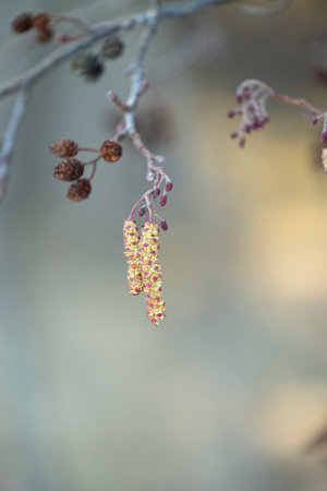 Beautiful spring scenery close-up with alder tree branches. Springtime in Latvia, Europe.