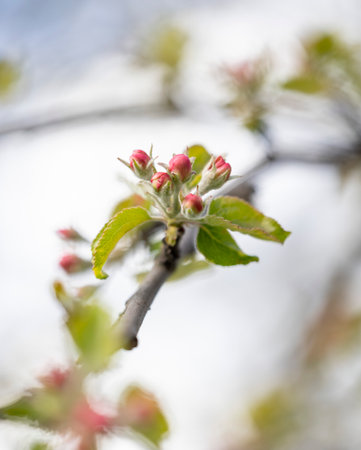 Beautiful, pink appletree blossoms in a spring garden. Spring season in Latvia, Europe.の写真素材