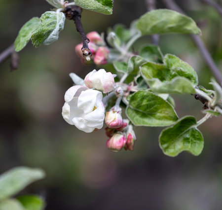 Beautiful, pink appletree blossoms in a spring garden. Spring season in Latvia, Europe.の写真素材