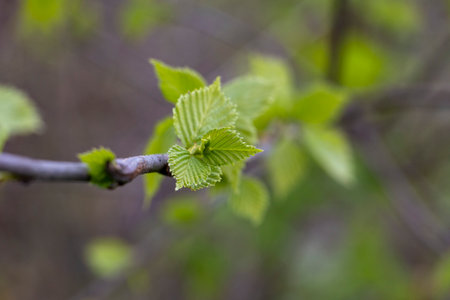 Beautiful fresh green birch tree leaves sprouting in the park during spring. Seasonal close-up of...