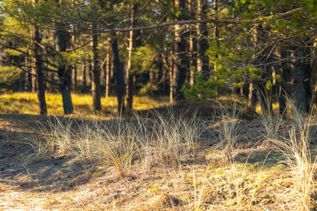 A beautiful forest scenery during a sunny spring day. Springtime landscape in Europe.の写真素材