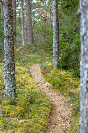 A beautiful forest scenery during a sunny spring day. Springtime landscape in Latvia, Europe.の写真素材