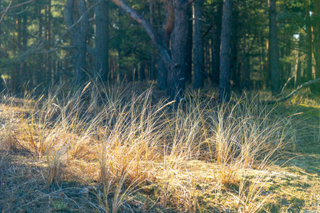 A beautiful forest scenery during a sunny spring day. Springtime landscape in Latvia, Europe.の写真素材