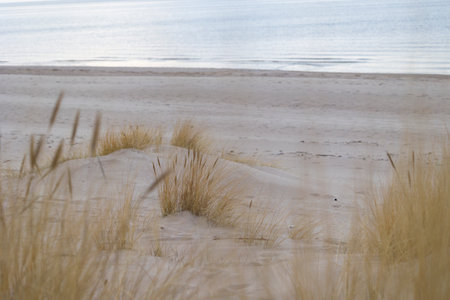 A beautiful grasses growing in dunes at the beach of Baltic Sea. An overcast day in Latvia, Europe.
