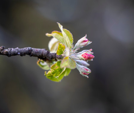 Beautiful, pink appletree blossoms in a spring garden. Spring season in Latvia, Europe.の写真素材