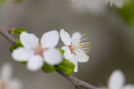 Beautiful white cherry tree blossoms in the garden during spring. Seasonal scenery in Latvia,...