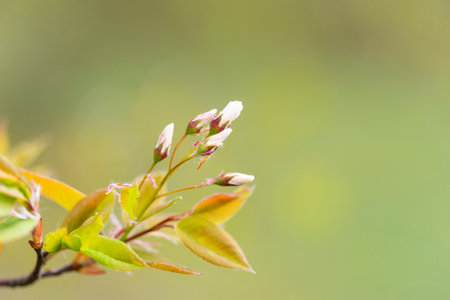 A beautiful spring scenery with fresh, green leaves sprouting in the park. Springtime in Latvia,...