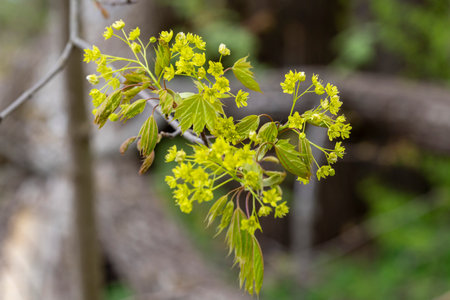 Beautiful spring scenery with maple trees sprouting leaves and flowers in a park. Springtime in LAtvia, Europe.の写真素材