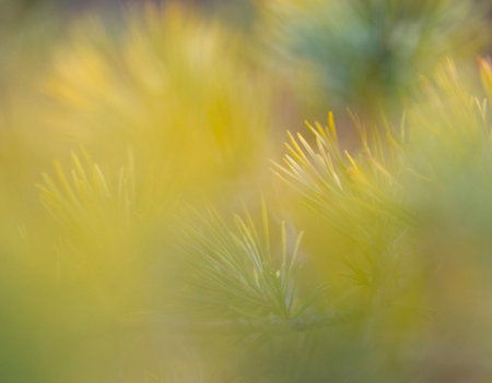 Beautiful green pine branches in a sunny spring day. Seasonal close-up of woodlands trees in Latvia,...