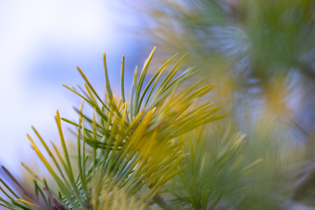 Beautiful green pine branches in a sunny spring day. Seasonal close-up of woodlands trees in Latvia,...