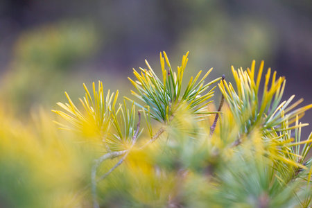 Beautiful green pine branches in a sunny spring day. Seasonal close-up of woodlands trees in Latvia,...