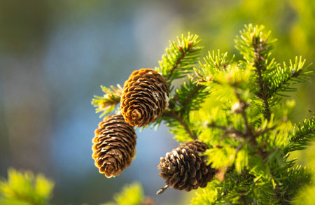 A beautiful spruce tree cones during a sunny spring day. Springtime in Latvia, Europe.の写真素材