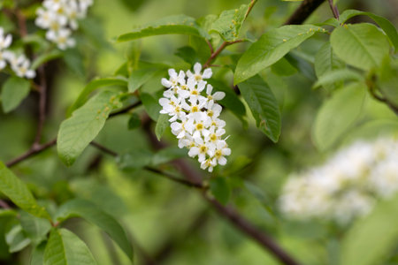 Beautiful white bird cherry flowers in the spring parkand bush. Natural springtime scenery in Latvia, Europe.の写真素材
