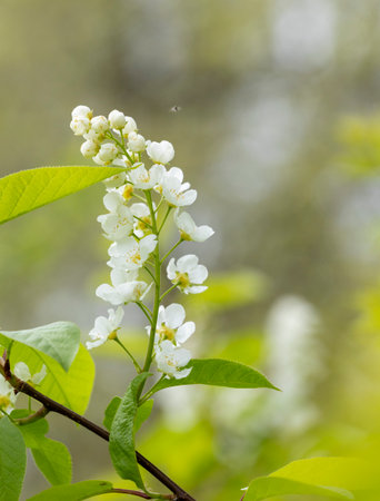 Beautiful white bird cherry flowers in the spring parkand bush. Natural springtime scenery in...