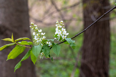 Beautiful white bird cherry flowers in the spring parkand bush. Natural springtime scenery in...