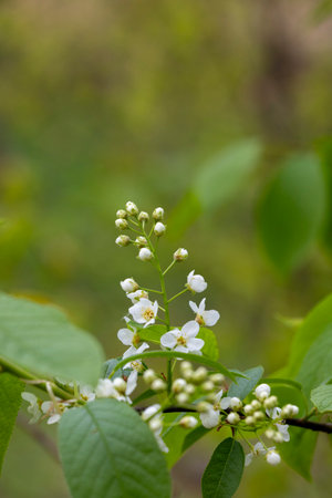 Beautiful white bird cherry flowers in the spring parkand bush. Natural springtime scenery in...