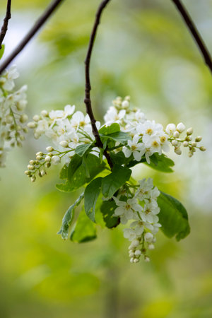 Beautiful white bird cherry flowers in the spring parkand bush. Natural springtime scenery in Latvia, Europe.の写真素材