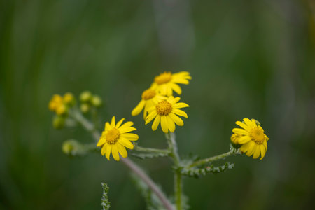 Beautiful yellow dandelion flowers blooming in the fresh grass. Natural spring scenery in Latvia, Europe.の写真素材