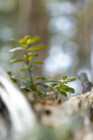 Early spring scenery in the woodlands of Latvia, Europe. Forest details.の写真素材